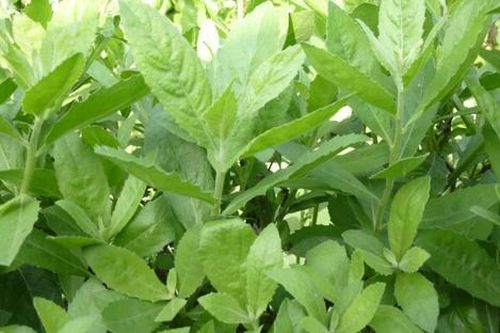 Loại rau xưa làm hàng rào, nay thành đặc sản được chị em thích mê nhưng hiếm