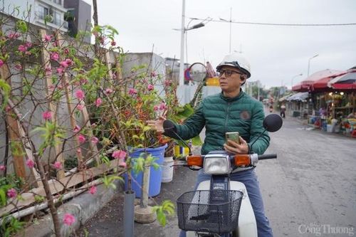 Đào, quất xuống phố mang không khí Tết đến sớm tại Hà Nội