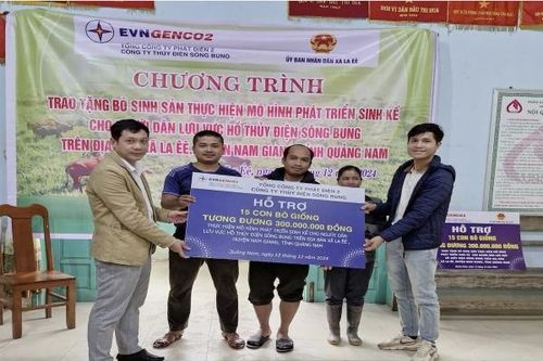 Công ty Thủy điện Sông Bung trao tặng 30 con bò giống cho hộ nghèo tại tỉnh Quảng Nam