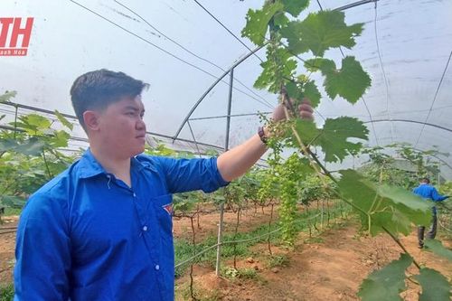 Thanh niên Thường Xuân và khát vọng làm giàu trên mảnh đất quê hương