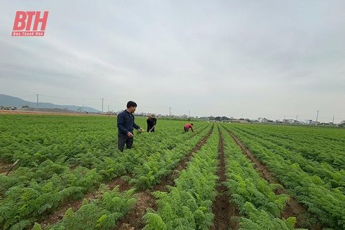 Xây dựng huyện nông thôn mới gắn với chuyển dịch cơ cấu cây trồng theo hướng kinh tế nông nghiệp