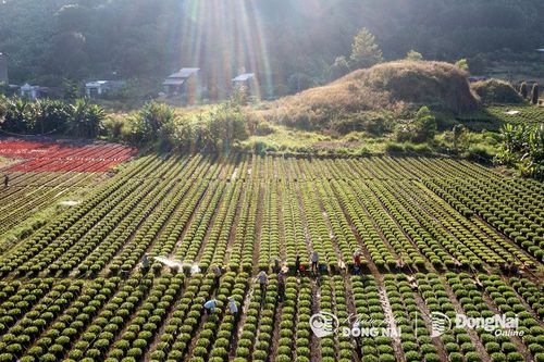 Nông dân tất bật chong đèn, tỉa nụ, cắt nhánh tại làng hoa Tết lớn nhất Đồng Nai