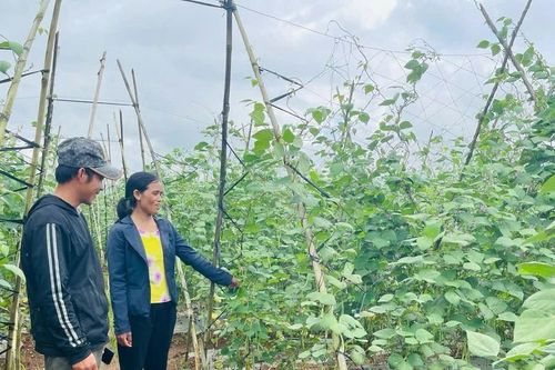 Gia Lai đẩy mạnh phát triển sản xuất rau, hoa và cây ăn quả theo hướng bền vững