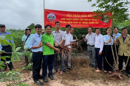 Krông Pa giới thiệu giống sắn mới HL-RS15 và quy trình, kỹ thuật canh tác