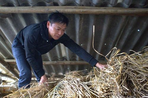 Mường Khương: Chủ động phòng, chống rét cho đàn gia súc trong mùa đông