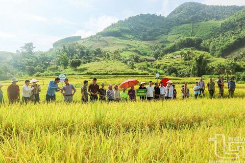 Lúa ngô dệt mùa no ấm