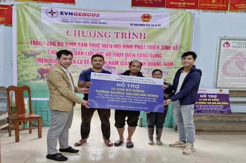 Công ty Thủy điện Sông Bung trao tặng 30 con bò giống cho hộ nghèo tại Quảng Nam