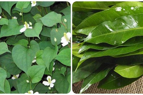 5 loại cây nấu nước uống tốt cho sức khỏe