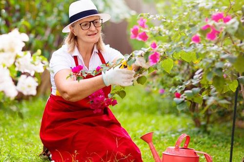 Cách tỉa cành hoa giấy giúp cây ra nhiều hoa rực rỡ