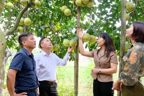 Tìm đầu ra cho trái cây chủ lực của huyện Phúc Thọ