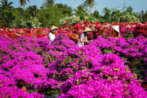 Lễ hội Hoa-Kiểng Chợ Lách dự kiến thu hút khoảng 20 nghìn lượt khách tham quan