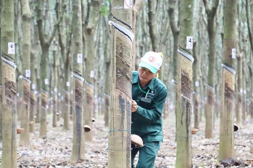 240 công nhân 3 nước Đông Dương dự 'Hội thi Bàn tay vàng thu hoạch mủ cao su'