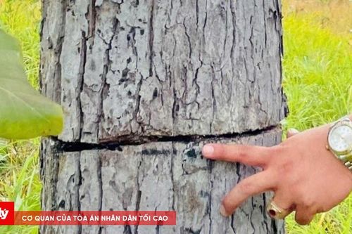 Hàng trăm cây rừng ở biên giới Gia Lai bị tàn phá