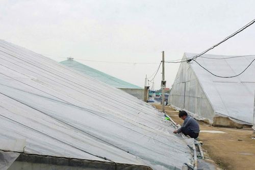 Nông dân Nghệ An chủ động chống rét cho tôm, cá