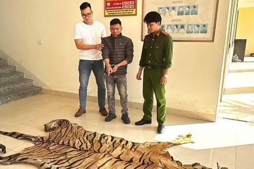 Điện Biên: Bắt giữ đối tượng đang vận chuyển 1 bộ da hổ đi tiêu thụ
