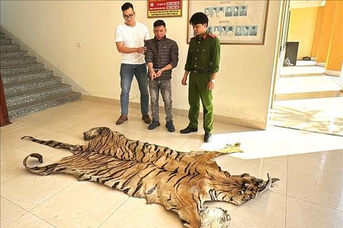 Bắt giữ đối tượng vận chuyển da hổ đi tiêu thụ