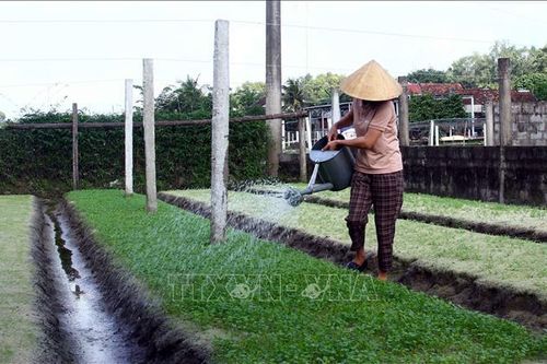 Nông dân hối hả vào vụ cung ứng rau cho Tết
