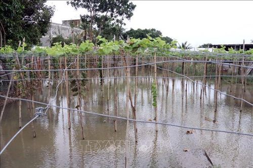 Mưa to, lũ lụt gây nhiều thiệt hại cho người dân Ninh Thuận