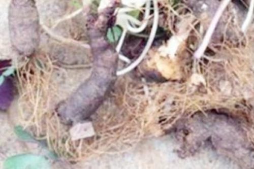 Rễ cây dại thành hàng hot, gần 300.000đ/kg vẫn được săn lùng ráo riết