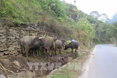 Nông dân chủ động phòng, chống rét cho 'đầu cơ nghiệp'