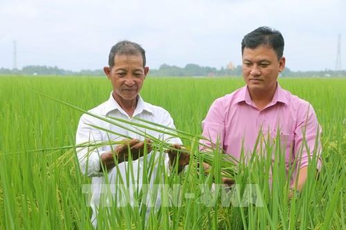 Cần thiết quy hoạch phát triển vùng sản xuất lúa giống