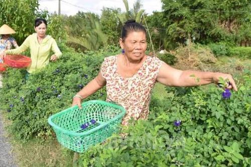Điều kiện và thủ tục để đồng bào dân tộc thiểu số thuộc hộ nghèo ở Trà Vinh được giao đất