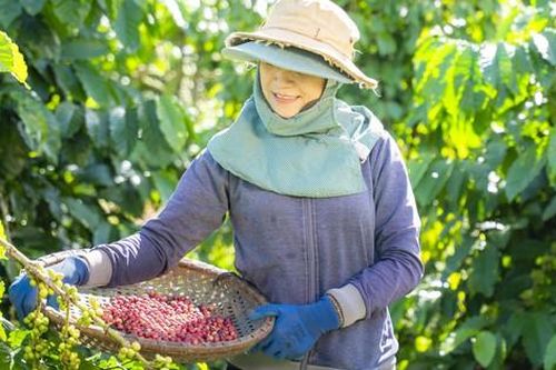 Chương trình NESCAFÉ Plan được vinh danh ở hạng mục cao nhất tại giải thưởng vì cộng đồng
