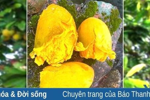 Mùa trứng gà cuối cùng