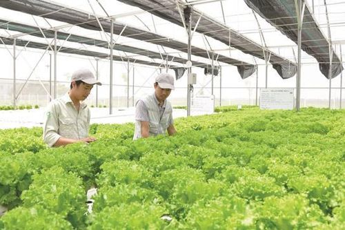 Phát triển kinh tế tuần hoàn trong nông nghiệp