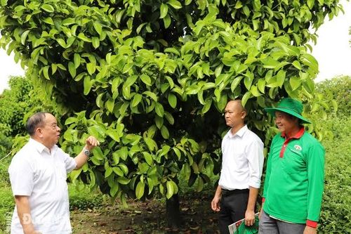 Làm nông nghiệp tuần hoàn theo hướng hữu cơ