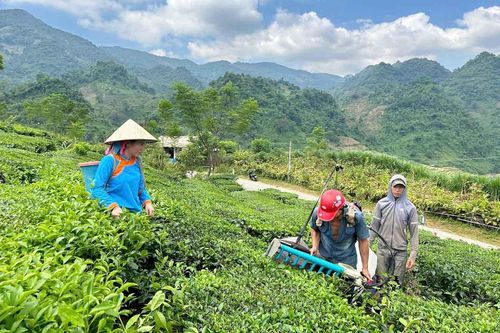 Thèn Sin trên đà phát triển