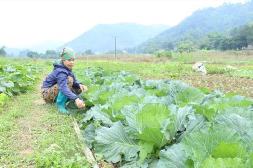 Chung sức ổn định cuộc sống cho người dân sau mưa bão