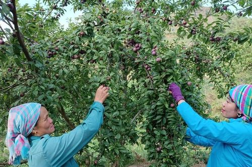 Bắc Hà đẩy mạnh phát triển cây ăn quả ôn đới