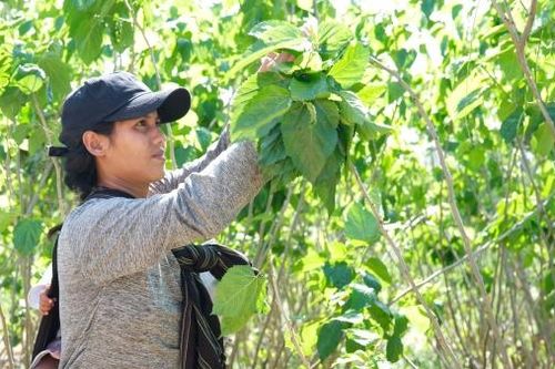 Khá lên nhờ trồng dâu, nuôi tằm