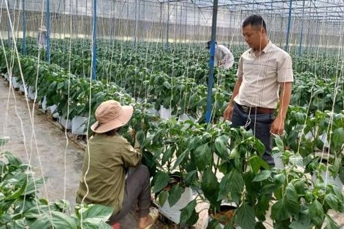 Nhiều kết quả tích cực trong phát triển nông nghiệp, nông thôn ở Đam Rông