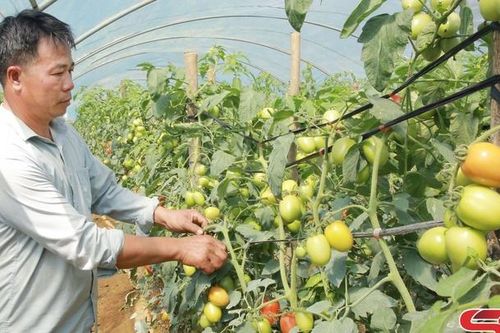 Nhiều mô hình thiết thực học và làm theo Bác ở Mộc Châu