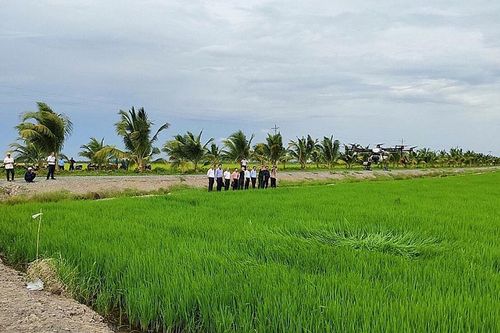 Bắc Giang: Phấn đấu gieo trồng khoảng 65 nghìn ha vụ Chiêm xuân 2024 - 2025