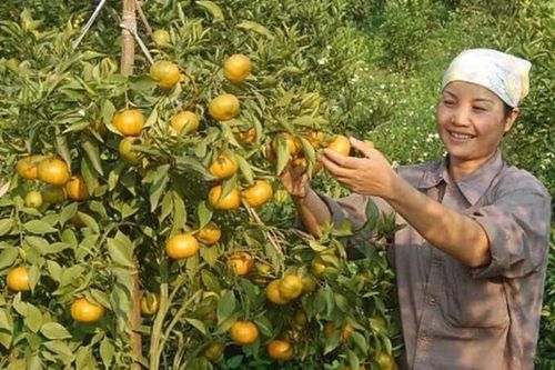 Phát triển chuỗi cung ứng nông, lâm, thủy sản an toàn, xuất khẩu vượt mục tiêu