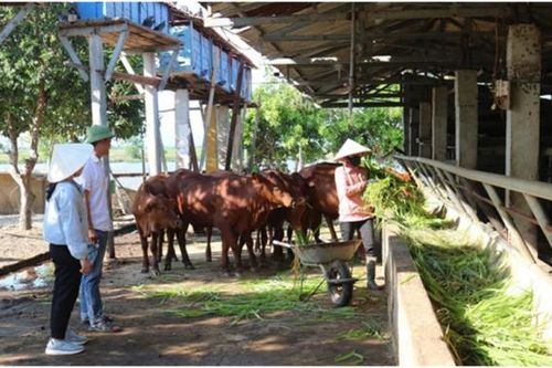 Chăn nuôi tuần hoàn, hướng đi mới của chăn nuôi hiện đại ở Quảng Bình