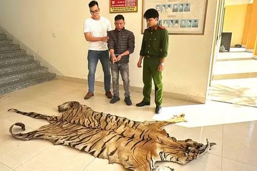 Bắt giữ đối tượng vận chuyển bộ da hổ