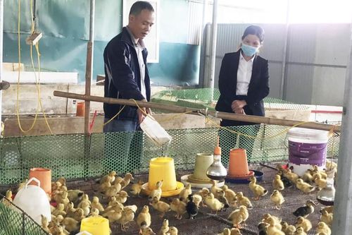 Hà Quảng tích cực chuyển đổi cơ cấu cây trồng, vật nuôi