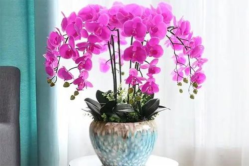 6 sai lầm khi trồng lan hồ điệp khiến hoa nhanh hỏng, nụ rụng