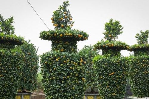 Quýt lục bình khổng lồ ở Hưng Yên 'cháy hàng' trước dịp Tết Nguyên đán