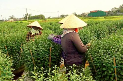 Trắng đêm mùa hoa Tết