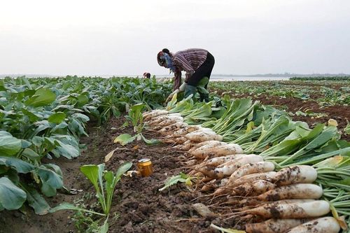 'Thủ phủ rau xanh' sẵn sàng nguồn cung dịp Tết