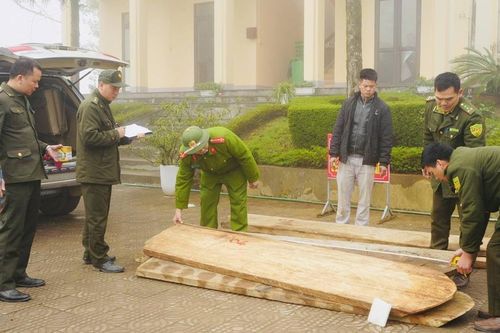 Lào Cai: vận chuyển gỗ pơ mu trái phép, một đối tượng bị bắt