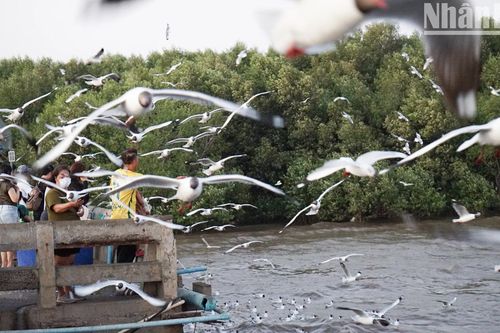 Hòa mình vào thiên nhiên cùng hàng nghìn chim mòng biển ở Bangpu