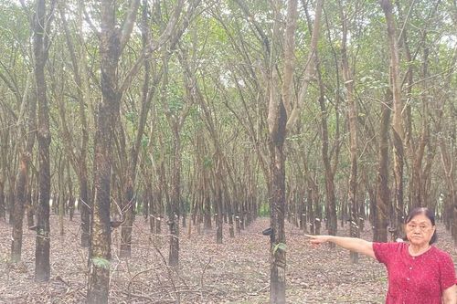 Vụ kiện đòi đất tại Tân Biên (Tây Ninh): Cần làm rõ tình tiết 'đứa trẻ 7 tuổi đã có thể khai hoang cả ha đất'