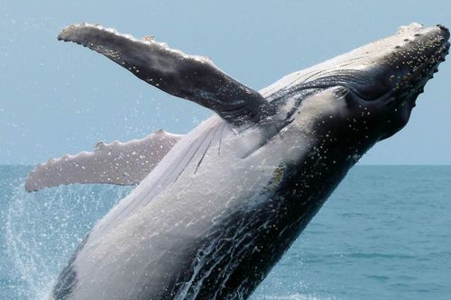 Loài cá khổng lồ có 'vũ khí bí mật' để góp phần cứu hành tinh