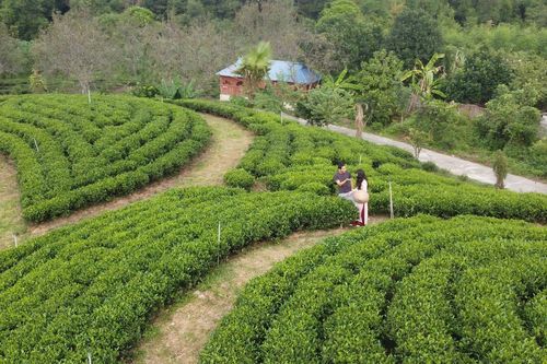 Thái Nguyên phát triển các sản phẩm gắn với vùng chè, thu hút khách du lịch